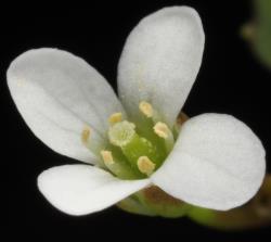 Cardamine corymbosa. Top view of flower.
 Image: P.B. Heenan © Landcare Research 2019 CC BY 3.0 NZ